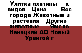 Улитки ахатины  2-х видов › Цена ­ 0 - Все города Животные и растения » Другие животные   . Ямало-Ненецкий АО,Новый Уренгой г.